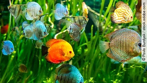 Fresh water aquarium with colorful fishes .