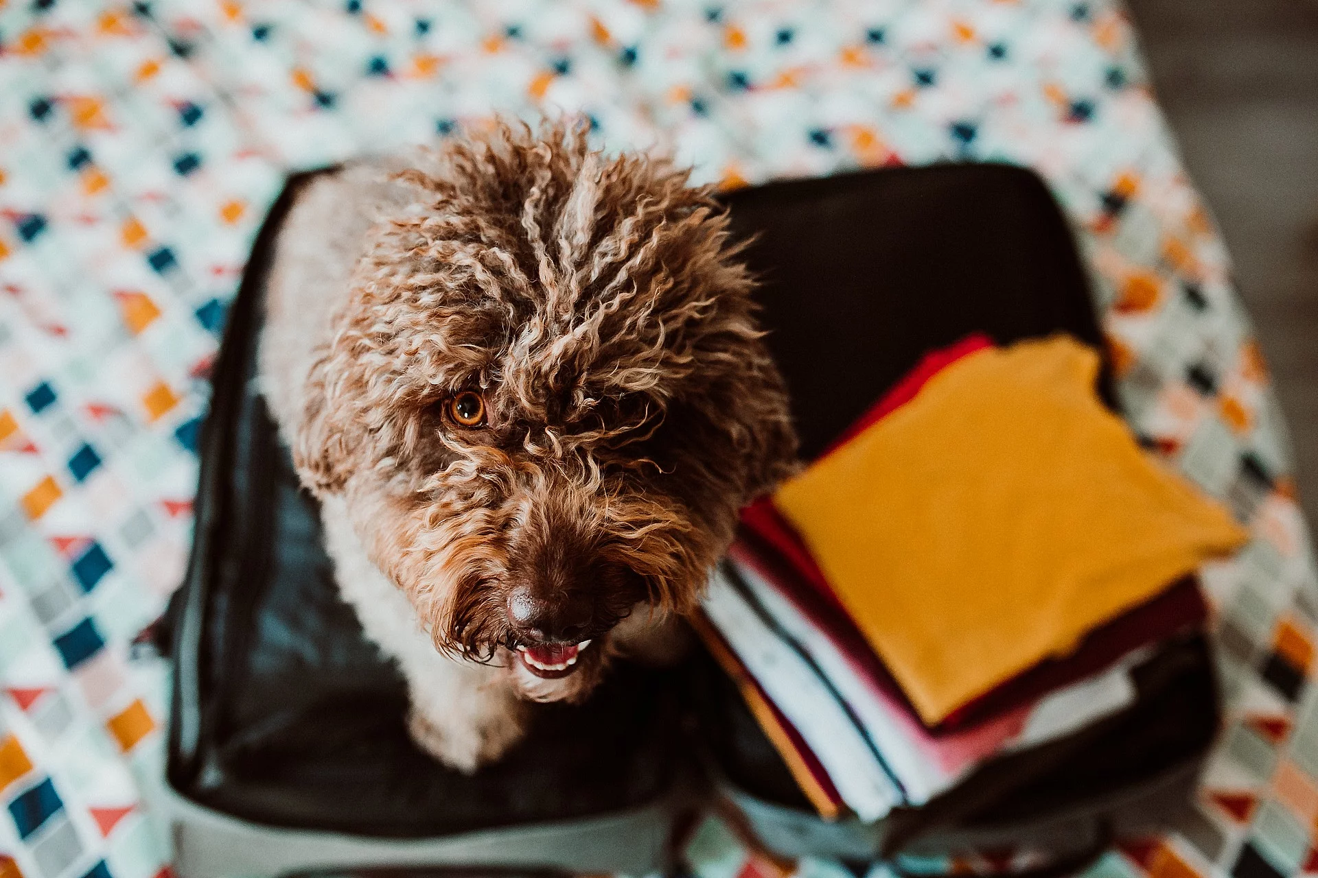Ein Hund sitzt in einem Koffer. Der Koffer ist aufgeklappt und neben dem Hund sind Bücher in die Reisetasche gelegt. Der Und schaut nach oben. Er hat braunes, lockiges und langes Fell.