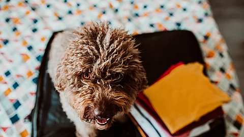 Ein Hund sitzt in einem Koffer. Der Koffer ist aufgeklappt und neben dem Hund sind Bücher in die Reisetasche gelegt. Der Und schaut nach oben. Er hat braunes, lockiges und langes Fell.