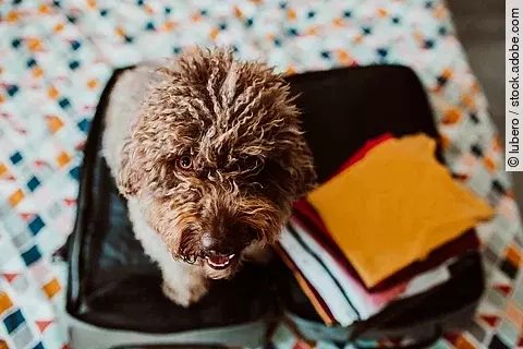 Ein Hund sitzt in einem Koffer. Der Koffer ist aufgeklappt und neben dem Hund sind Bücher in die Reisetasche gelegt. Der Und schaut nach oben. Er hat braunes, lockiges und langes Fell.