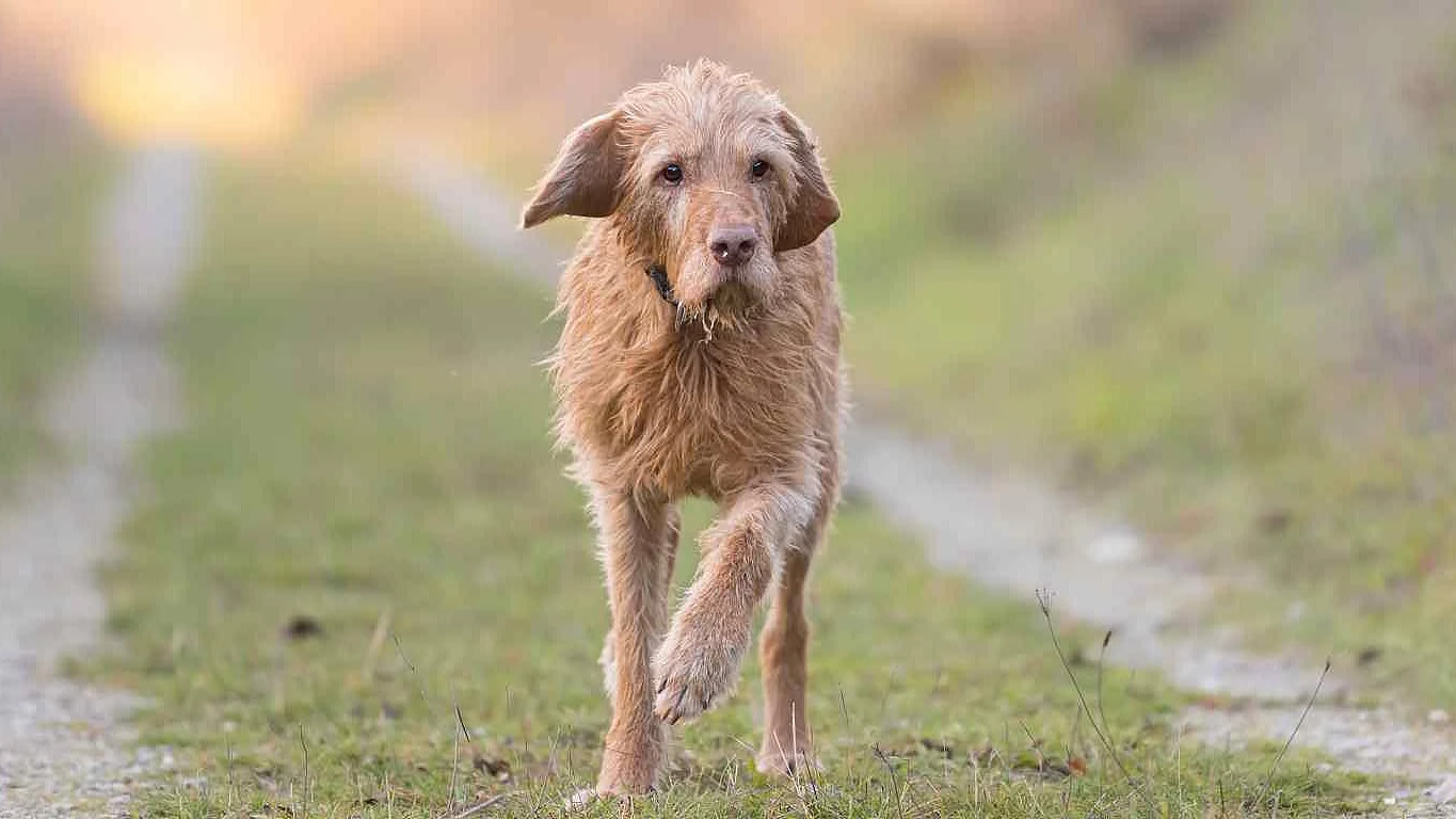 One Magyar Vizsla 13 years old. old dog runs in the fall over a 