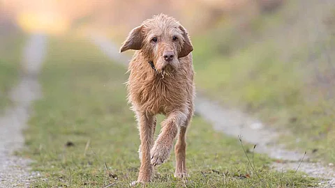 One Magyar Vizsla 13 years old. old dog runs in the fall over a