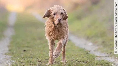 One Magyar Vizsla 13 years old. old dog runs in the fall over a 