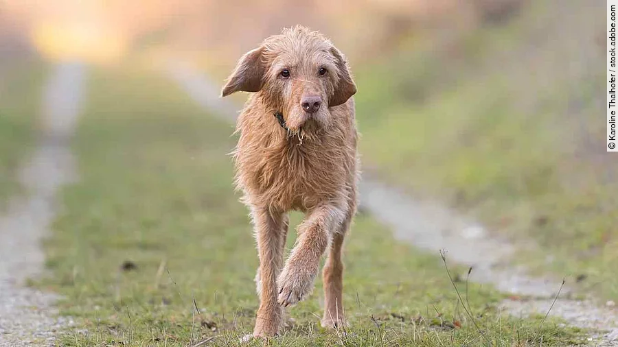 One Magyar Vizsla 13 years old. old dog runs in the fall over a 