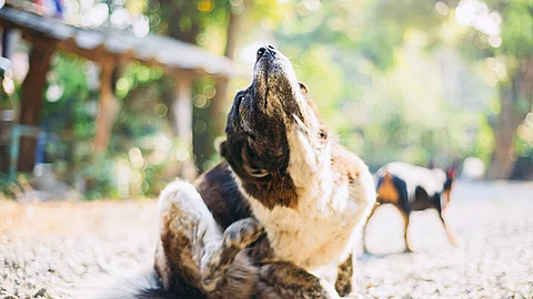 Ein Hund mit Juckreiz kratzt sich mit seiner rechten Hinterpfote am Hals und sitzt dabei mitten auf einem Weg. Ein Hund mit Juckreiz kratzt sich mit seiner rechten Hinterpfote am Hals und sitzt dabei mitten auf einem Weg.