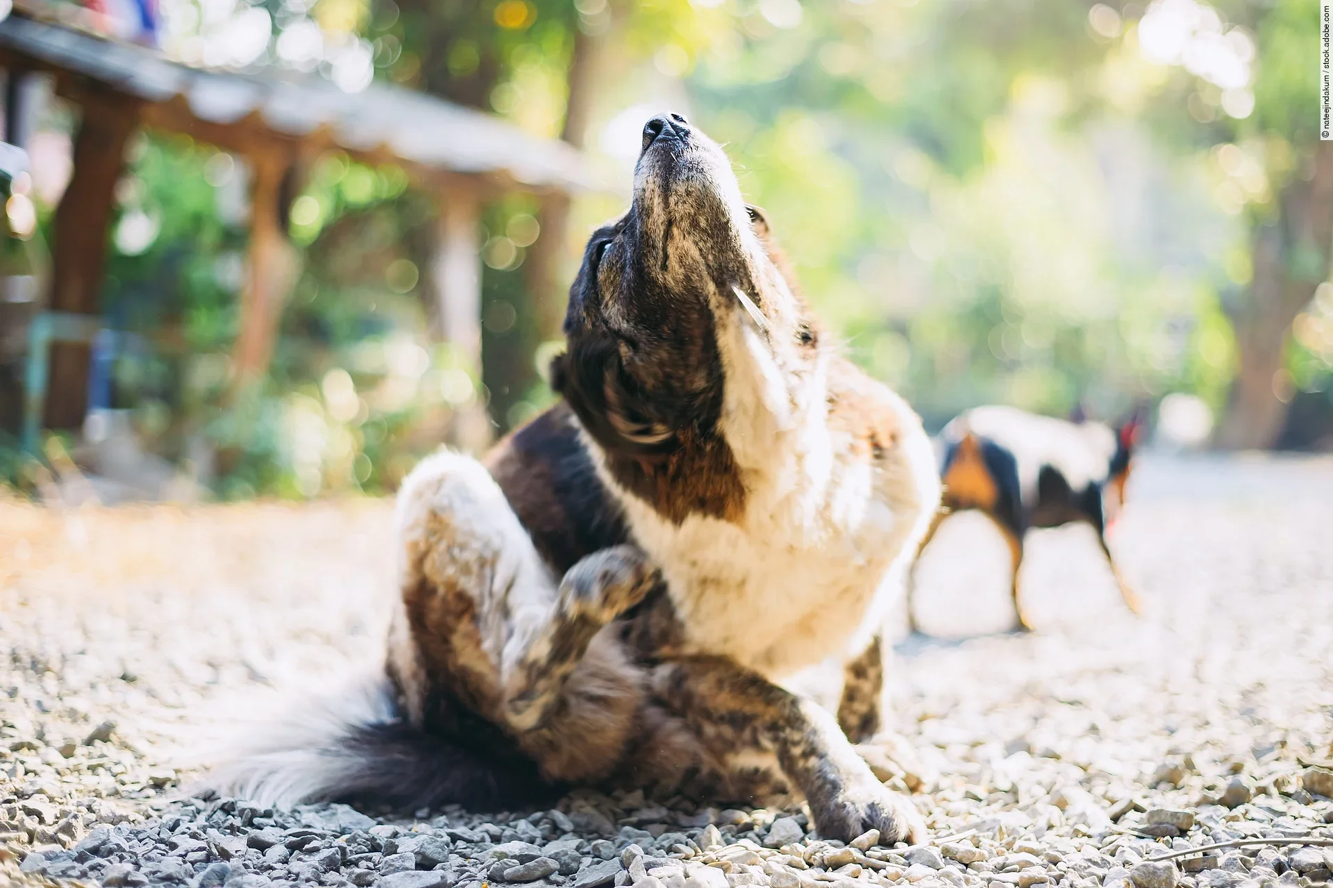 Ein Hund mit Juckreiz kratzt sich mit seiner rechten Hinterpfote am Hals und sitzt dabei mitten auf einem Weg.