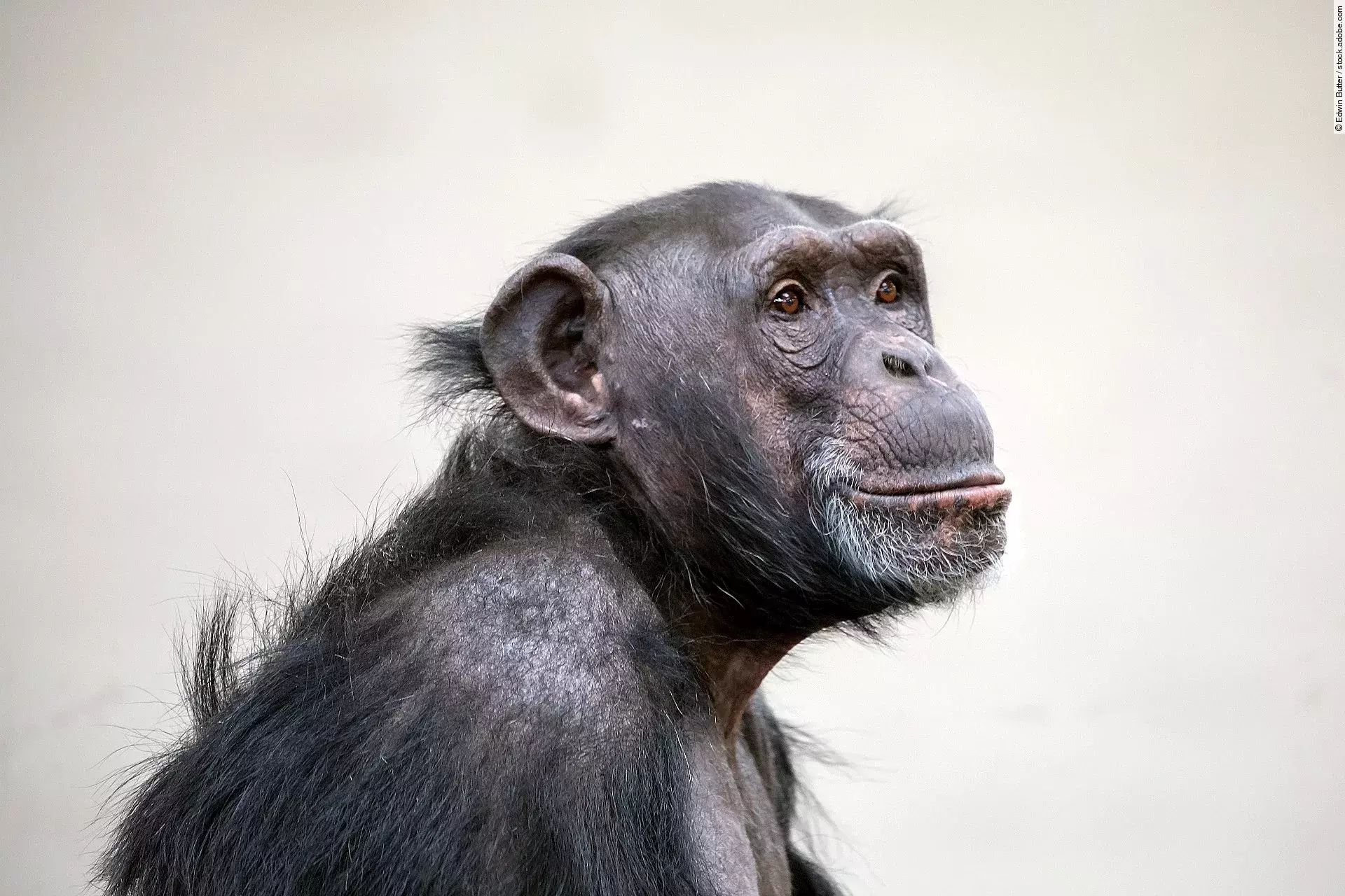 Portrait eines Schimpansen