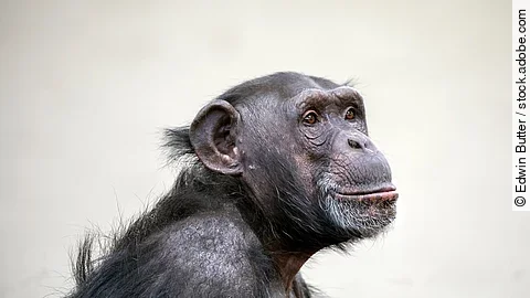 Portrait eines Schimpansen
