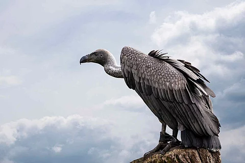 Portrait of a griffon vulture Gyps fulvus sitting on a tree stum