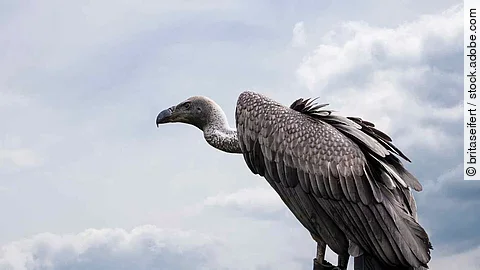 Portrait of a griffon vulture Gyps fulvus sitting on a tree stum