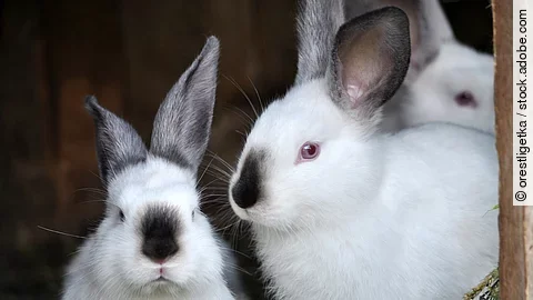 Drei junge Hasen sitzen in einem Gehege.