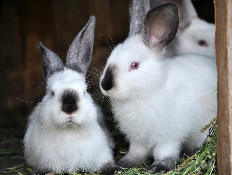 Young rabbits Californian breed Drei junge Hasen sitzen in einem Gehege.