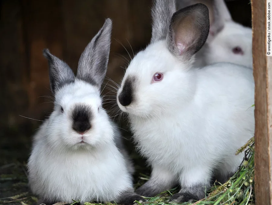 Drei junge Hasen sitzen in einem Gehege.