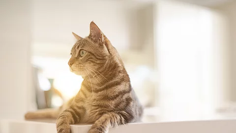 Katzen