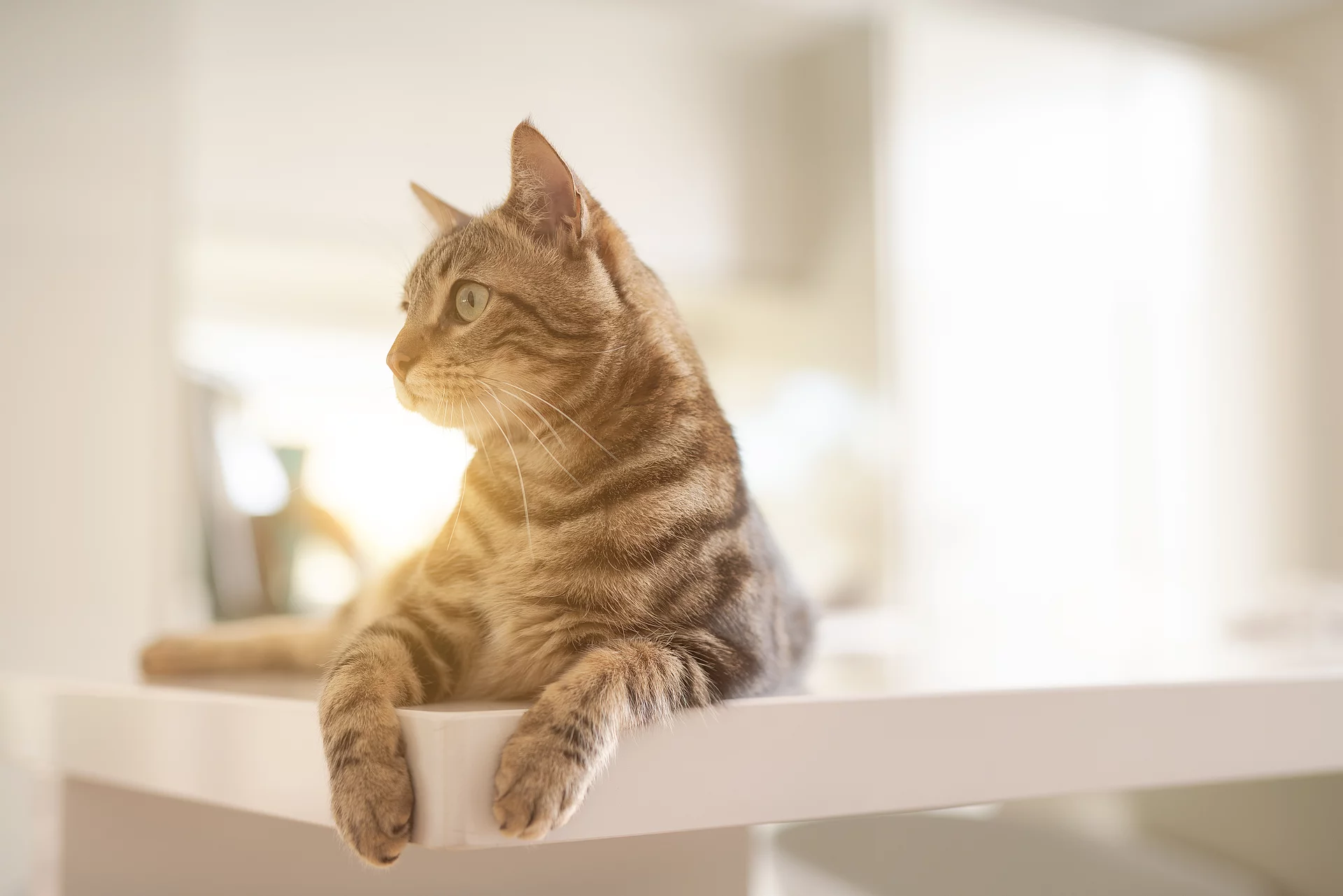 Katzen