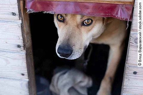 A light brown dog peeks out from under the curtain in the booth
