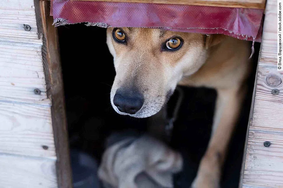 A light brown dog peeks out from under the curtain in the booth