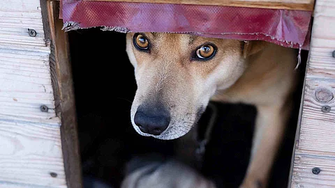 A light brown dog peeks out from under the curtain in the booth