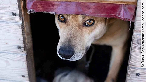 A light brown dog peeks out from under the curtain in the booth