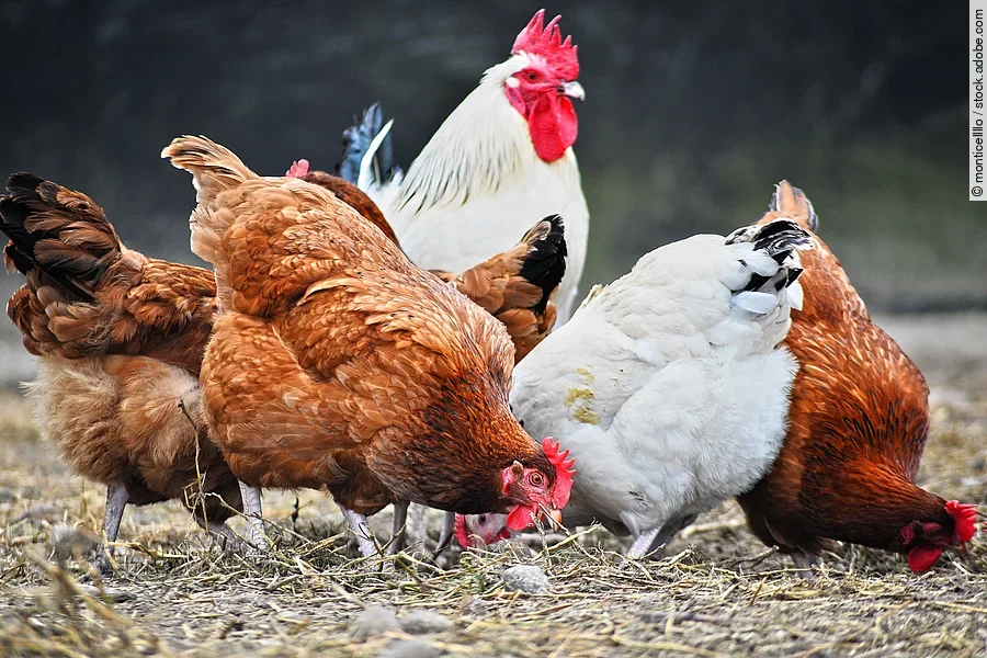 Eine Gruppe Hühner lauft draußen herum.
