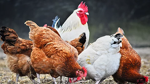 Chickens on traditional free range poultry farm Eine Gruppe Hühner lauft draußen herum.