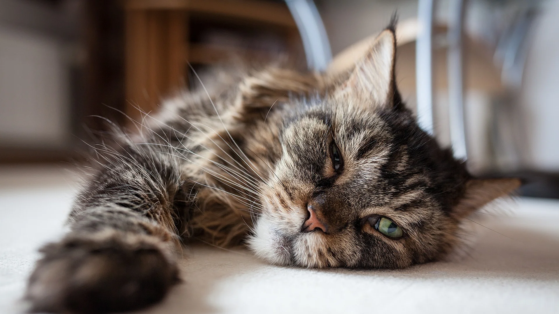 Maine Coon Katze liegt auf dem Teppich