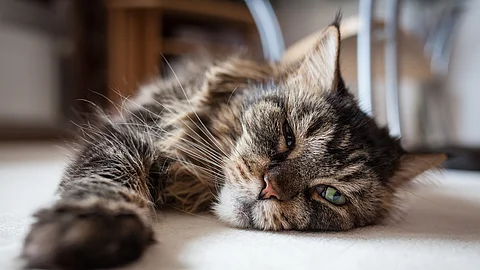 Maine Coon Katze liegt auf dem Teppich