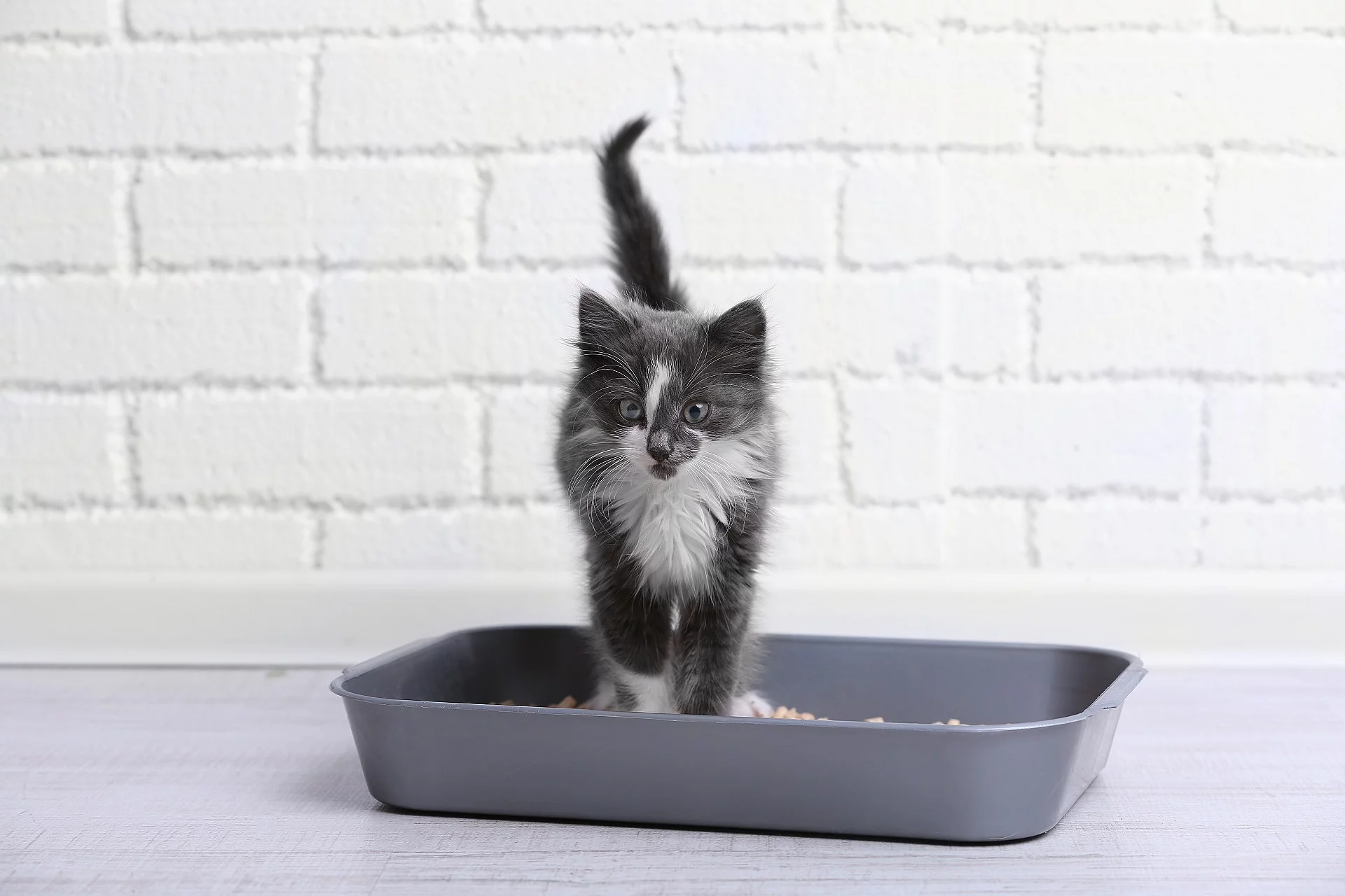 Ein kleines grau-weißes Kitten steht in einer grauen Katzentoilette ohne Deckel.