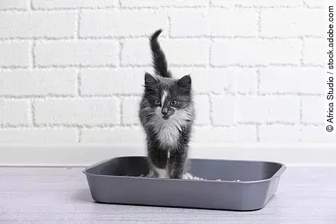 Ein kleines grau-weißes Kitten steht in einer grauen Katzentoilette ohne Deckel.