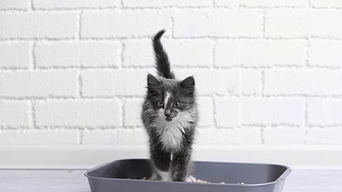 Ein kleines grau-weißes Kitten steht in einer grauen Katzentoilette ohne Deckel. Ein kleines grau-weißes Kitten steht in einer grauen Katzentoilette ohne Deckel.