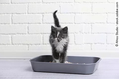 Ein kleines grau-weißes Kitten steht in einer grauen Katzentoilette ohne Deckel.