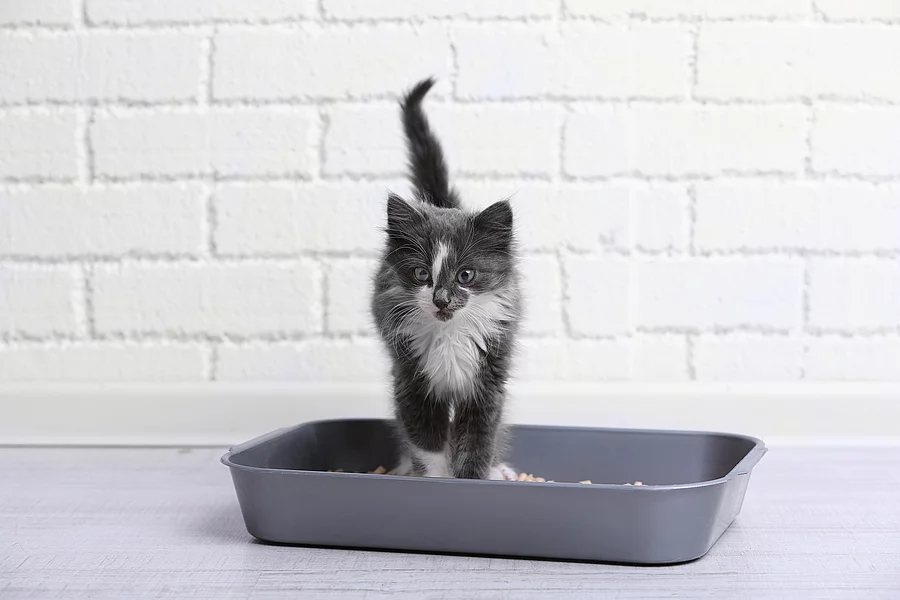 Ein kleines grau-weißes Kitten steht in einer grauen Katzentoilette ohne Deckel. Ein kleines grau-weißes Kitten steht in einer grauen Katzentoilette ohne Deckel.