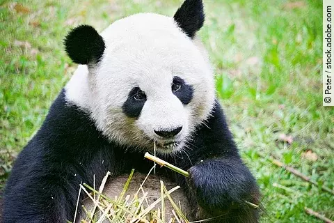 Panda frisst Bambus