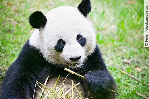 Panda frisst Bambus