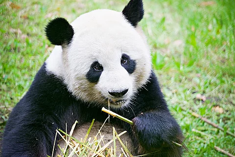 Panda frisst Bambus