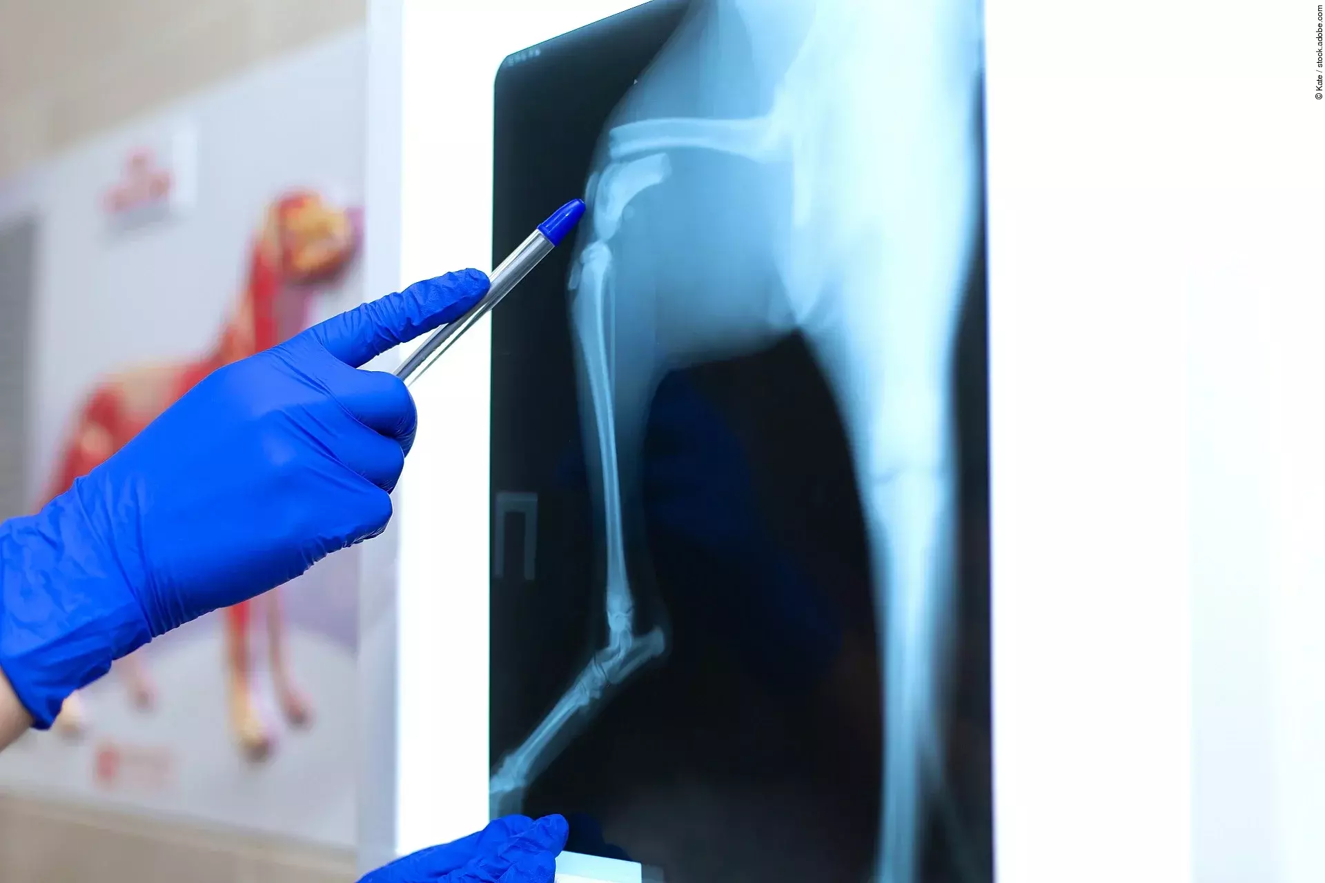 Auswertung eines Röntgenbildes Auswertung eines Röntgenbildes