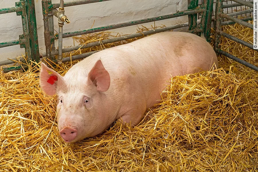 Ein großes Schwein liegt im Stall im Stroh. Es schaut aufmerksam nach vorne.