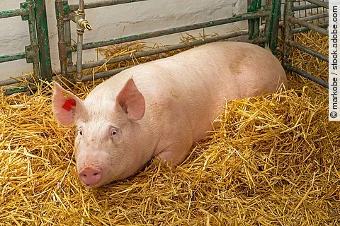 Ein großes Schwein liegt im Stall im Stroh. Es schaut aufmerksam nach vorne.