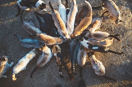 Group of cats eating in the street