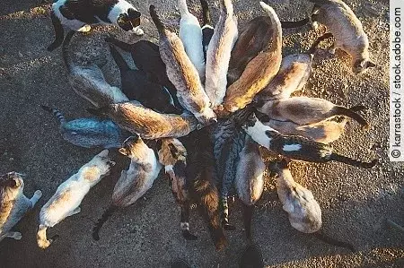 Group of cats eating in the street