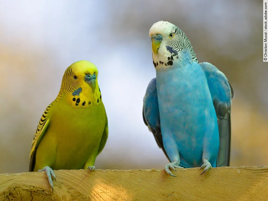 Zwei Wellensittiche auf einem Ast.