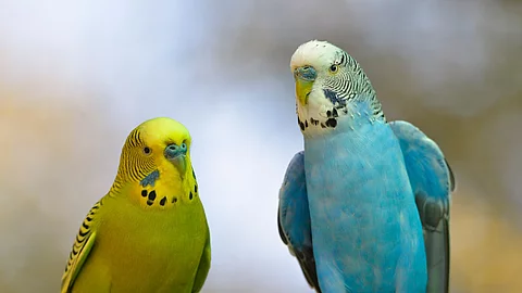 Zwei Wellensittiche sitzen auf einem Ast. Ein Wellensittich ist etwas kleiner und hat gelbes Gefieder. Der zweite Wellensittich ist etwas größer und hat bläuliches Gefieder. 