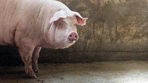 Schlachtschwein blickt in die Kamera