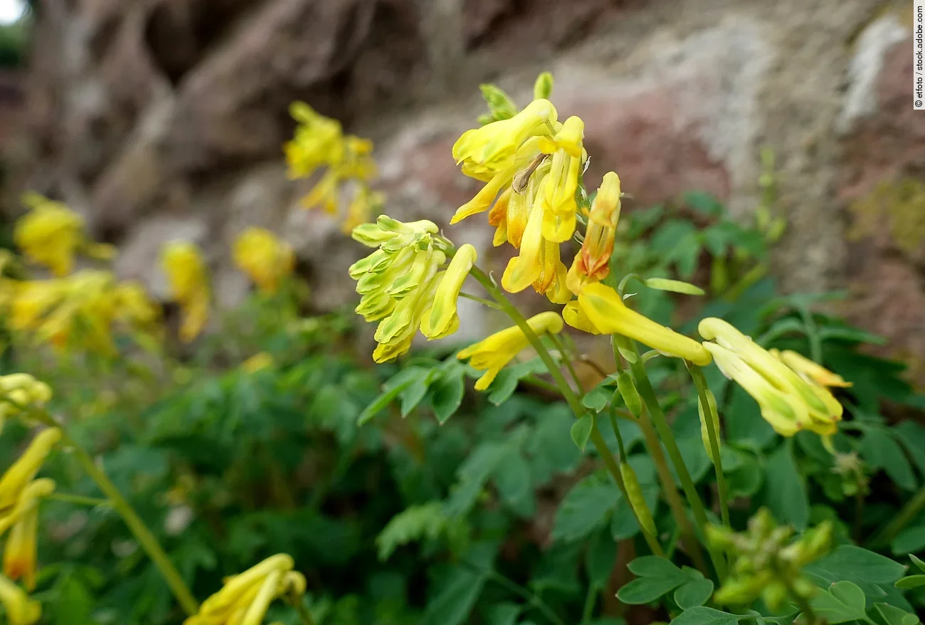 Aufnahme von einem gelben Lerchensporn.