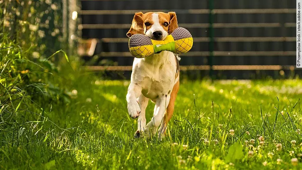 Dreifarbiger Beagle, der ein Spielzeug apportiert und schnell auf die Kamera zuläuft. Dreifarbiger Beagle, der ein Spielzeug apportiert und schnell auf die Kamera zuläuft. Das Spielzeug ist bunt und in der Form eines Knochen. Das Gras ist grün und seitlich wächst eine Hecke.