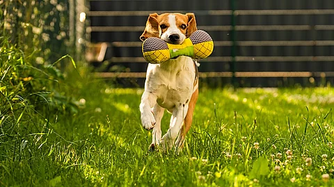 Dreifarbiger Beagle, der ein Spielzeug apportiert und schnell auf die Kamera zuläuft. Das Spielzeug ist bunt und in der Form eines Knochen. Das Gras ist grün und seitlich wächst eine Hecke.