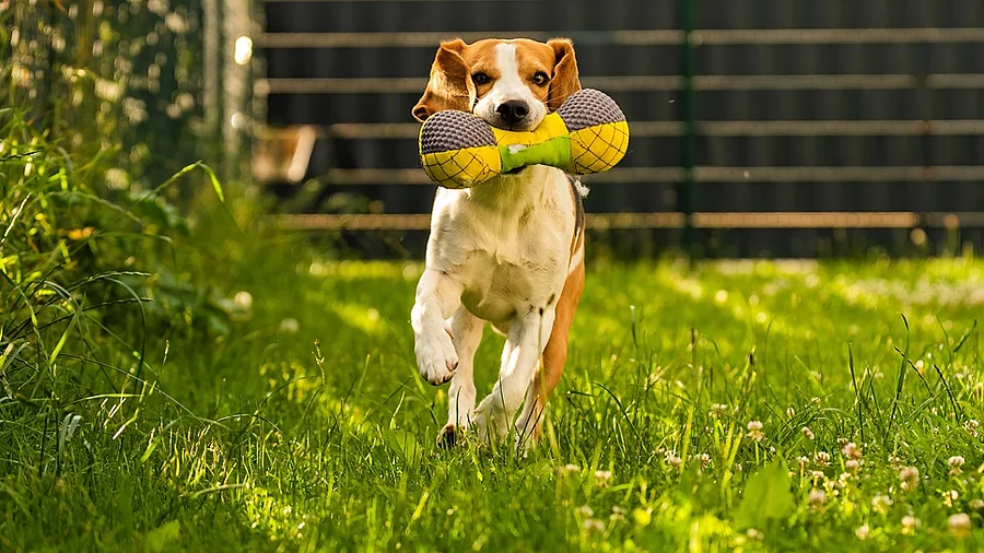 Nachhaltiges Spielzeug  fr den Hund und die Umwelt  Thieme Tiermedizin