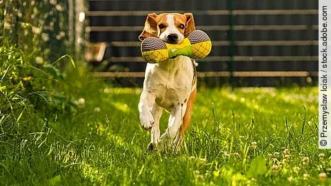Dreifarbiger Beagle, der ein Spielzeug apportiert und schnell auf die Kamera zuläuft. Das Spielzeug ist bunt und in der Form eines Knochen. Das Gras ist grün und seitlich wächst eine Hecke.