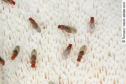 Mehrere Fruchtfliegen sitzen auf einem weißen, schwammartigen Untergrund.