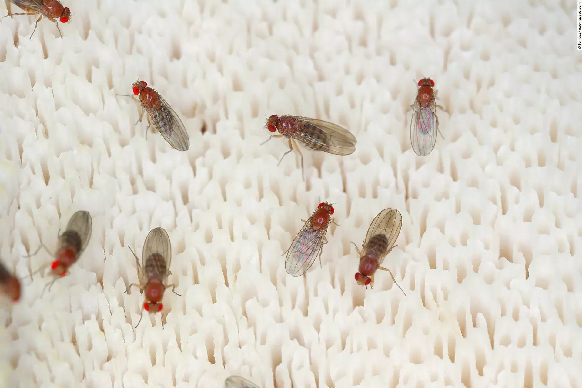 Mehrere Fruchtfliegen sitzen auf einem weißen, schwammartigen Untergrund.